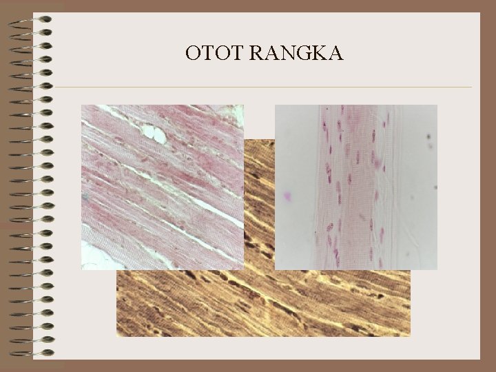 OTOT RANGKA OTOT RANGKA