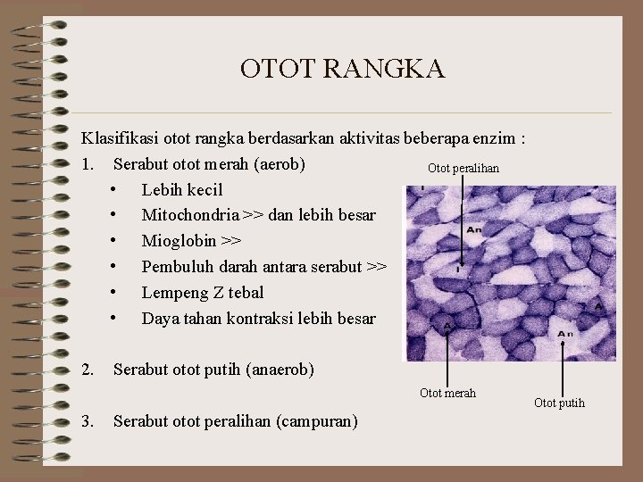 OTOT RANGKA Klasifikasi otot rangka berdasarkan aktivitas beberapa enzim : 1. Serabut otot merah OTOT RANGKA Klasifikasi otot rangka berdasarkan aktivitas beberapa enzim : 1. Serabut otot merah
