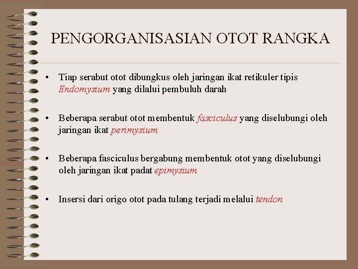 PENGORGANISASIAN OTOT RANGKA • Tiap serabut otot dibungkus oleh jaringan ikat retikuler tipis Endomysium PENGORGANISASIAN OTOT RANGKA • Tiap serabut otot dibungkus oleh jaringan ikat retikuler tipis Endomysium