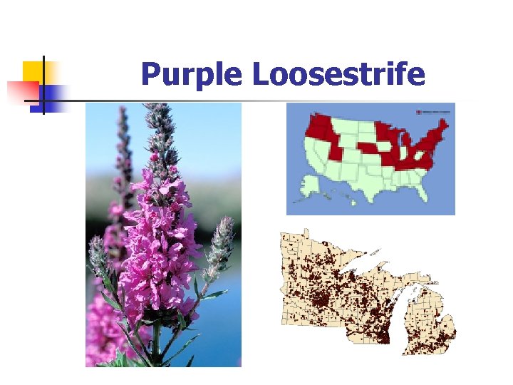 Purple Loosestrife 