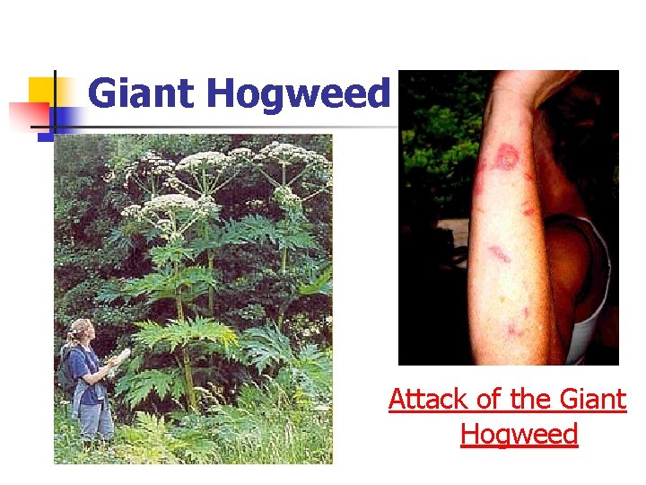 Giant Hogweed Attack of the Giant Hogweed 