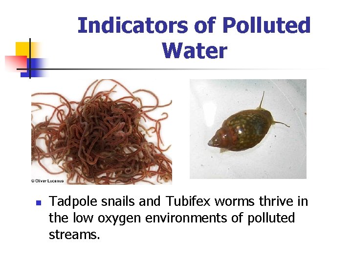 Indicators of Polluted Water n Tadpole snails and Tubifex worms thrive in the low