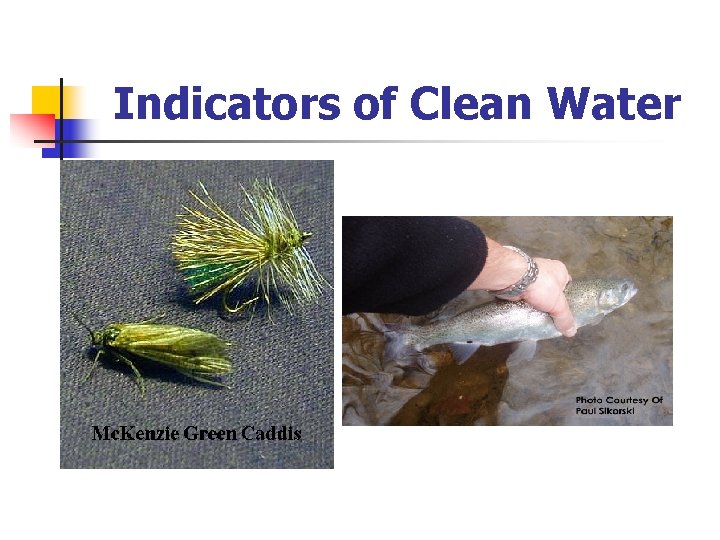 Indicators of Clean Water 