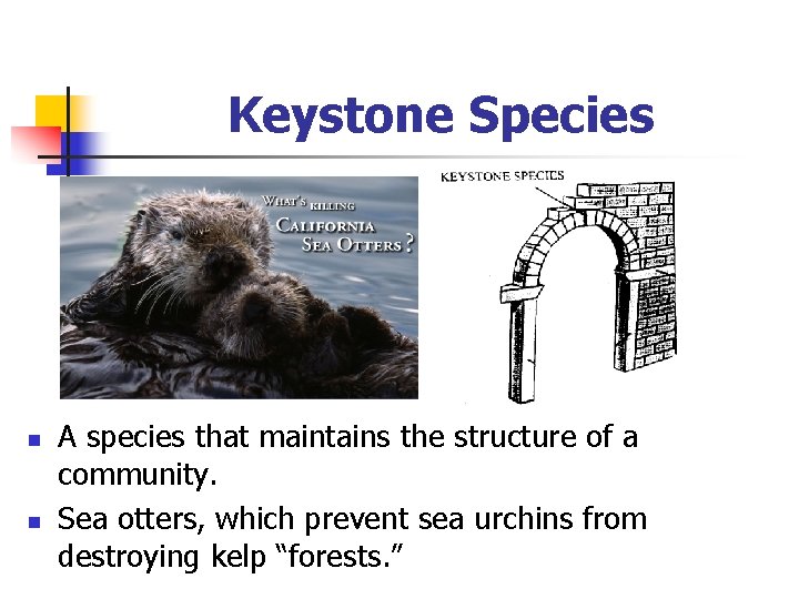 Keystone Species n n A species that maintains the structure of a community. Sea