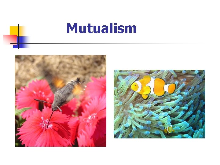 Mutualism 