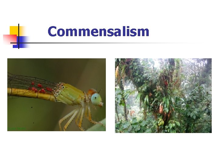 Commensalism 