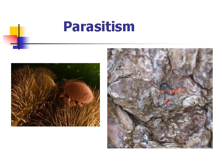 Parasitism 