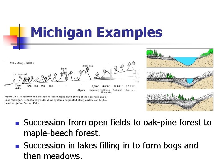 Michigan Examples n n Succession from open fields to oak-pine forest to maple-beech forest.