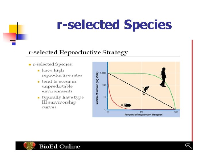 r-selected Species 