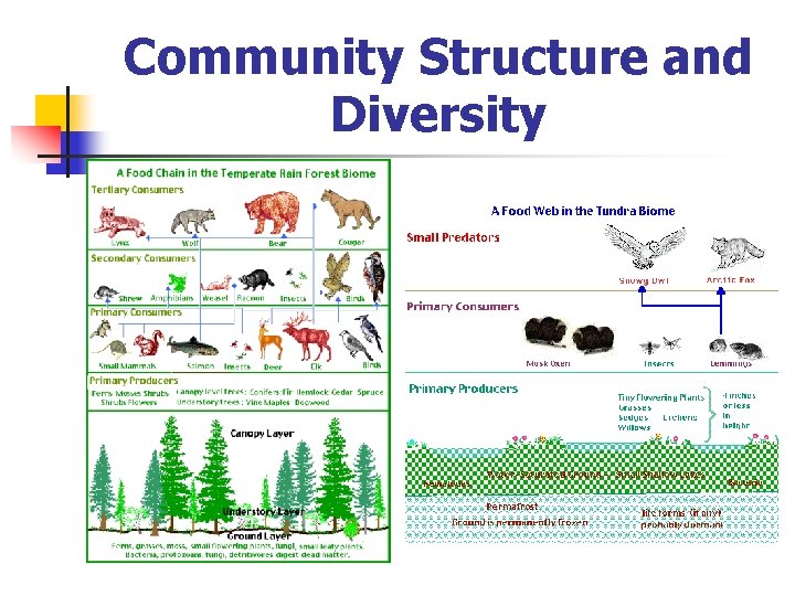 Community Structure and Diversity 
