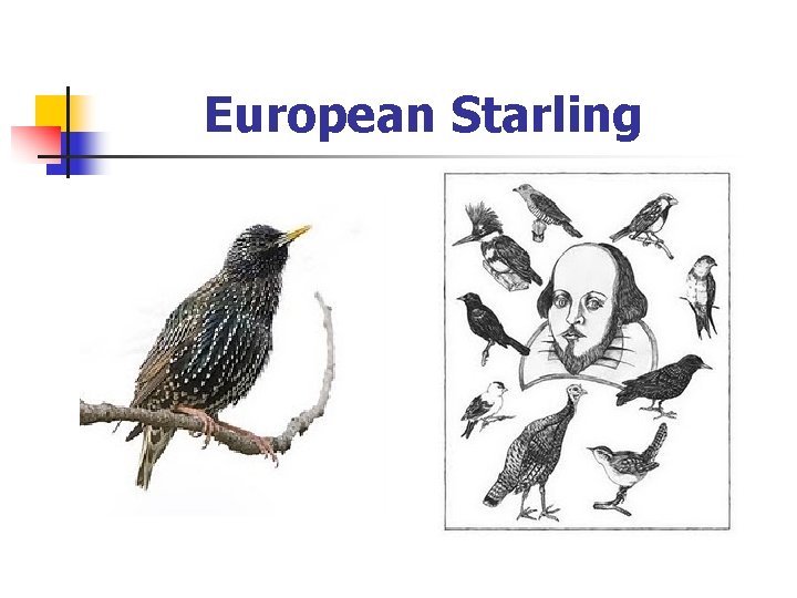 European Starling 
