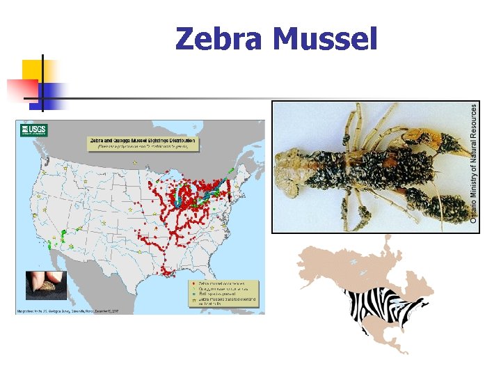 Zebra Mussel 