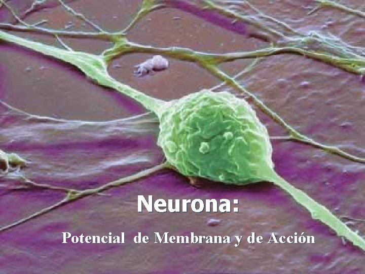 Neurona: Potencial de Membrana y de Acción 