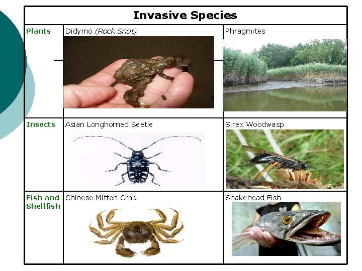 Invasive Species Plants Didymo (Rock Snot) Phragmites Insects Asian Longhorned Beetle Sirex Woodwasp Fish