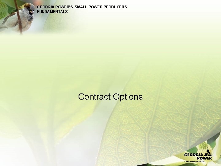 GEORGIA POWER’S SMALL POWER PRODUCERS FUNDAMENTALS Contract Options 