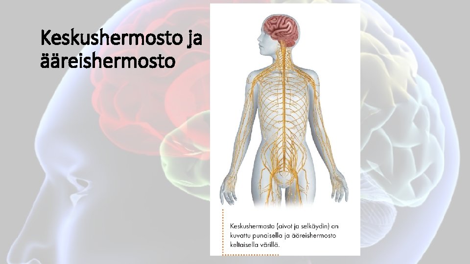 Keskushermosto ja ääreishermosto 