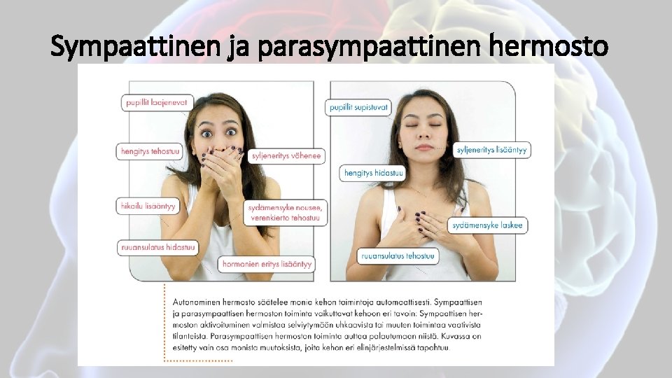 Sympaattinen ja parasympaattinen hermosto 