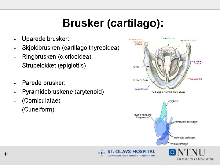 Brusker (cartilago): 11 - Uparede brusker: Skjoldbrusken (cartilago thyreoidea) Ringbrusken (c. cricoidea) Strupelokket (epiglottis)