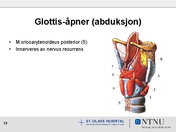 Glottis-åpner (abduksjon) • M. cricoarytenoideus posterior (5) • Innerveres av nervus recurrens 13 