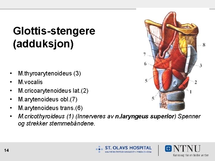 Glottis-stengere (adduksjon) • • • 14 M. thyroarytenoideus (3) M. vocalis M. cricoarytenoideus lat.