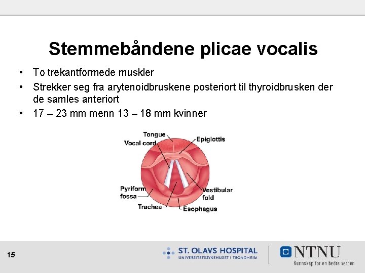 Stemmebåndene plicae vocalis • To trekantformede muskler • Strekker seg fra arytenoidbruskene posteriort til
