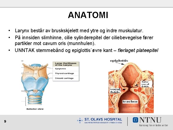 ANATOMI • Larynx består av bruskskjelett med ytre og indre muskulatur. • På innsiden