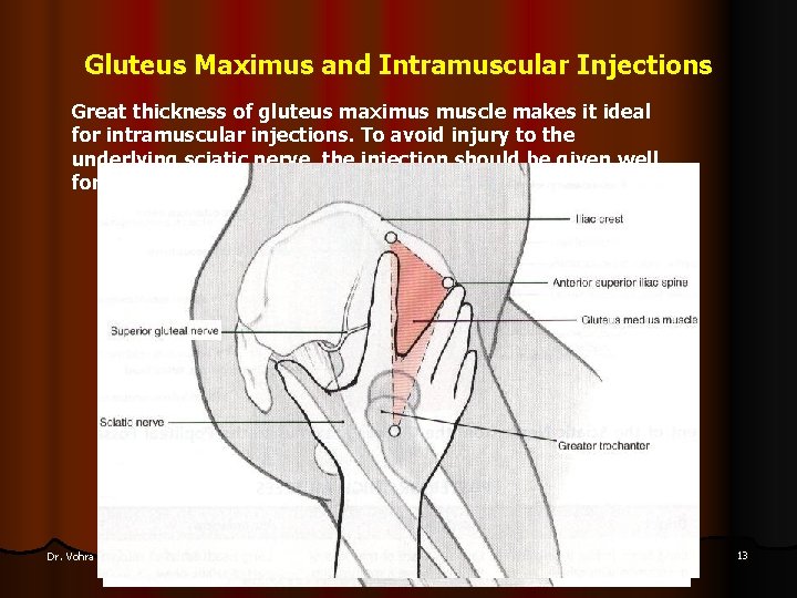 Gluteus Maximus and Intramuscular Injections Great thickness of gluteus maximus muscle makes it ideal