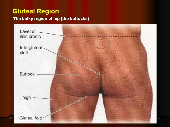 Gluteal Region The bulky region of hip (the buttocks) Dr. Vohra 3 