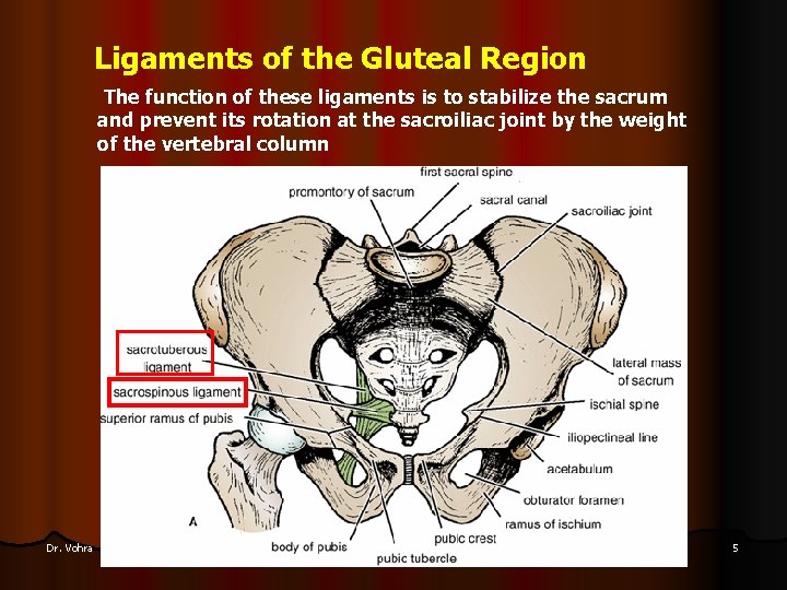 Ligaments of the Gluteal Region The function of these ligaments is to stabilize the