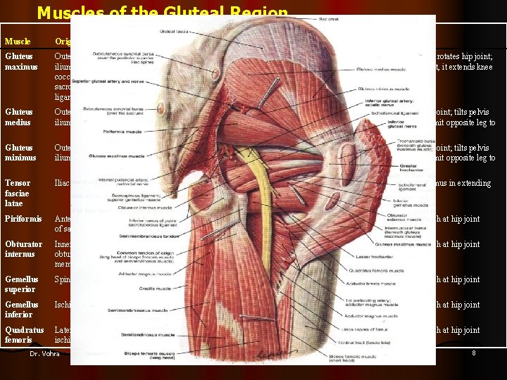 Muscles of the Gluteal Region Muscle Origin Insertion Nerve Supply Nerve Roots Gluteus maximus