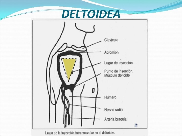 DELTOIDEA 