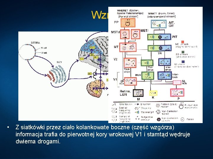 Wzrok • Z siatkówki przez ciało kolankowate boczne (część wzgórza) informacja trafia do pierwotnej