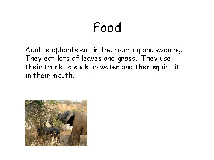 Food Adult elephants eat in the morning and evening. They eat lots of leaves