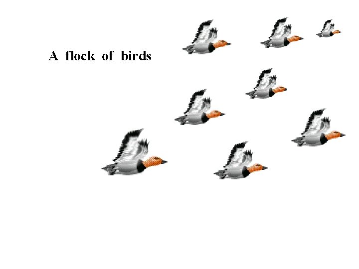 A flock of birds 