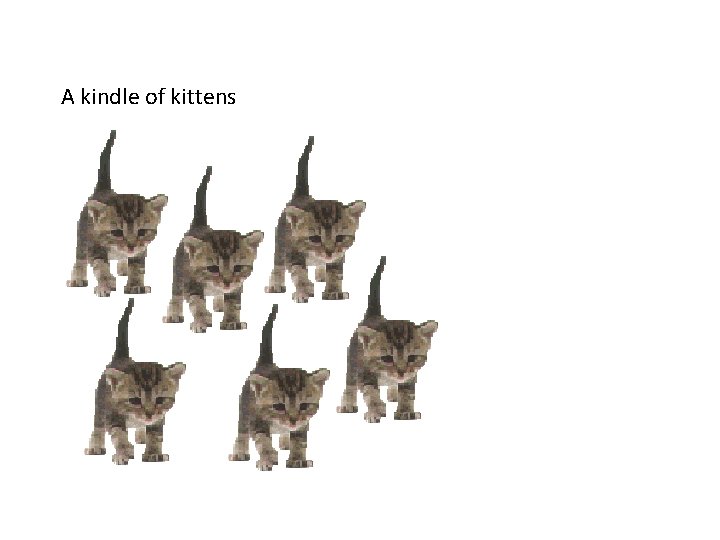 A kindle of kittens 