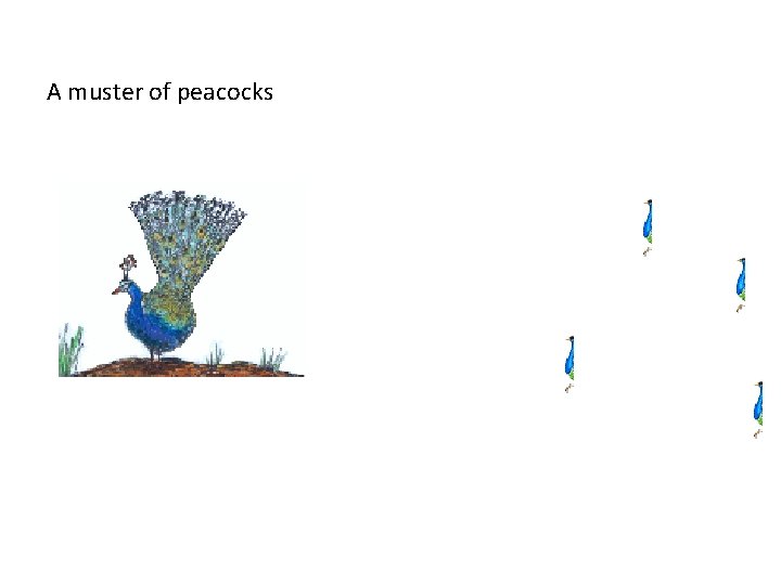A muster of peacocks 