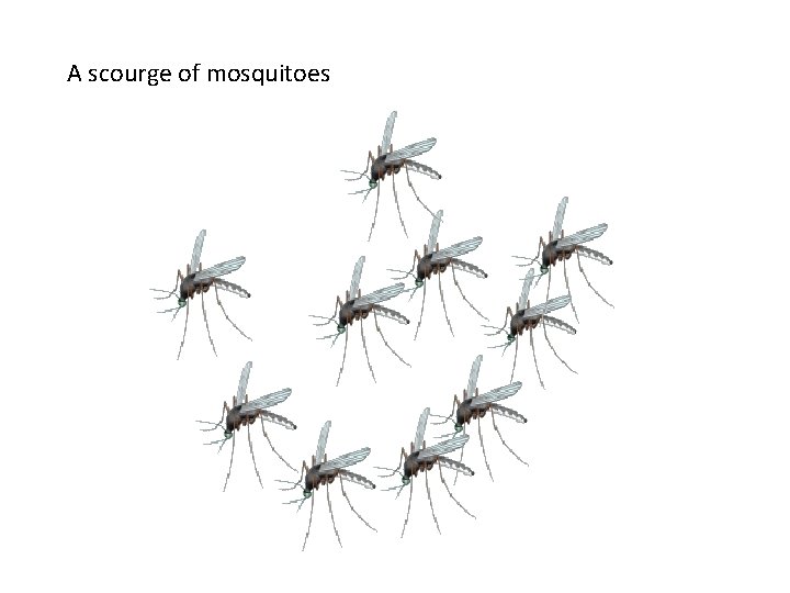 A scourge of mosquitoes 