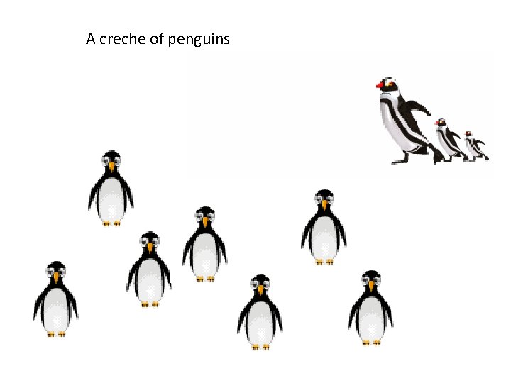 A creche of penguins 