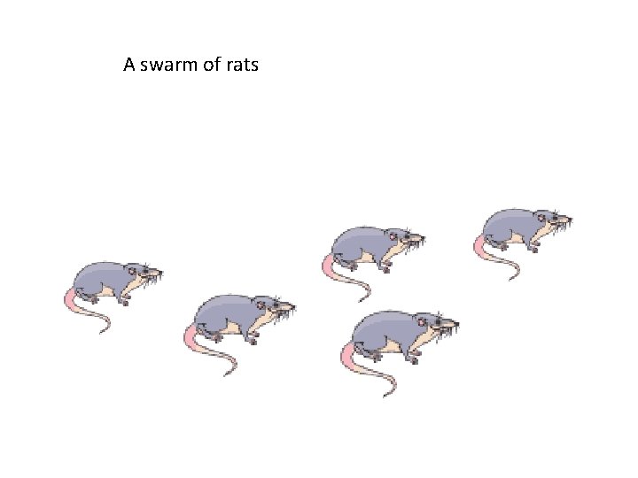 A swarm of rats 