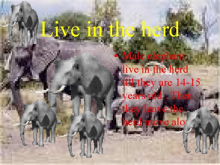 Live in the herd • Male elephant live in the herd till they are