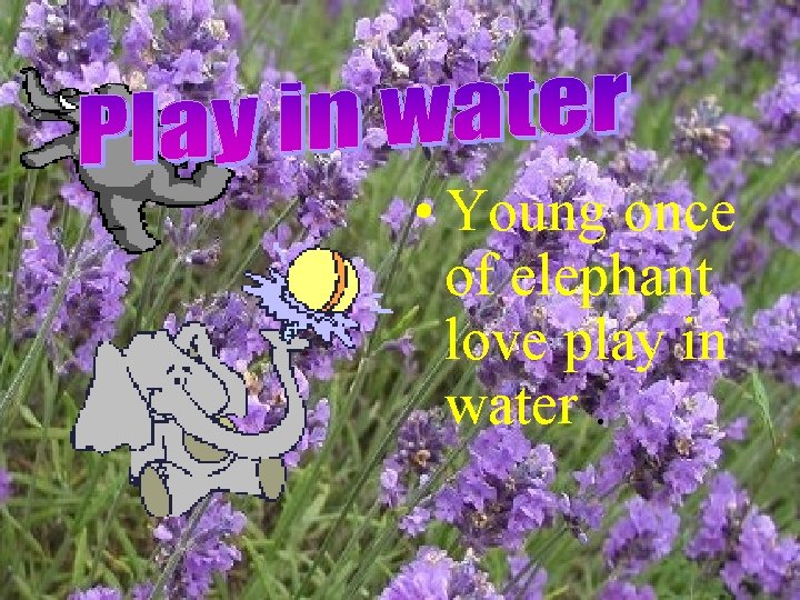  • Young once of elephant love play in water. 