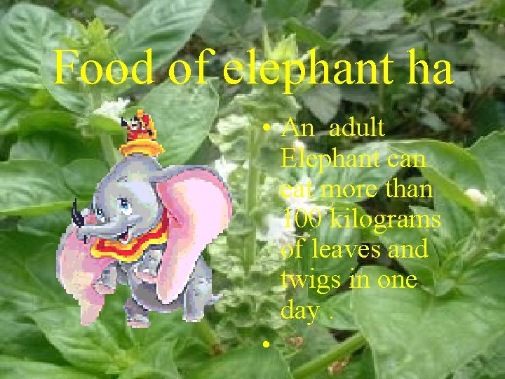 Food of elephant ha • An adult Elephant can eat more than 100 kilograms