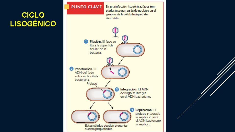 CICLO LISOGÉNICO 