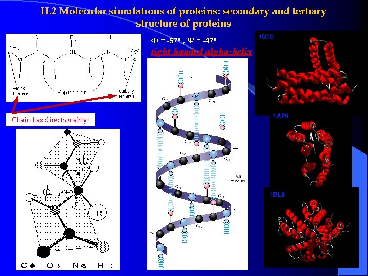 II. 2 Molecular simulations of proteins: secondary and tertiary structure of proteins Φ = II. 2 Molecular simulations of proteins: secondary and tertiary structure of proteins Φ =