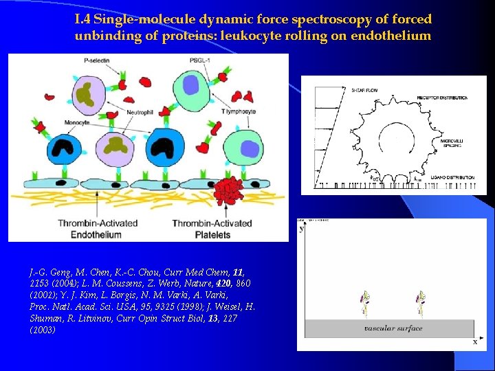 I. 4 Single-molecule dynamic force spectroscopy of forced unbinding of proteins: leukocyte rolling on I. 4 Single-molecule dynamic force spectroscopy of forced unbinding of proteins: leukocyte rolling on