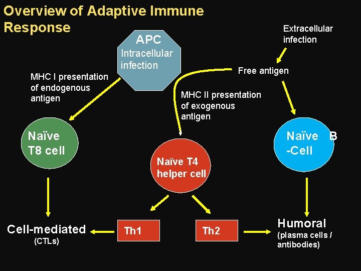 Overview of Adaptive Immune Response Extracellular infection APC Intracellular infection MHC I presentation of