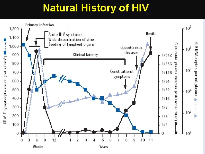 Natural History of HIV Fauci As, 1996 
