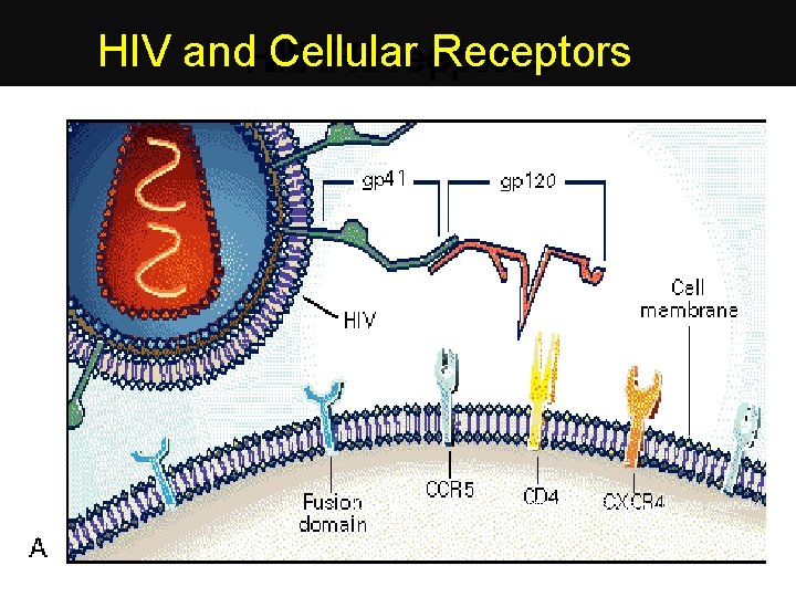 HIV and. HIV Cellular Receptors HIV Receptors Copyright © 1996 Massachusetts Medical Society. All