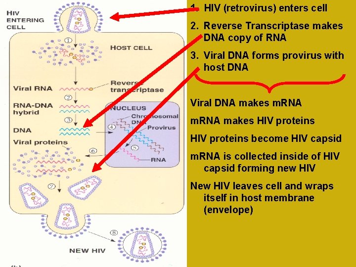 1. HIV (retrovirus) enters cell 2. Reverse Transcriptase makes DNA copy of RNA 3.