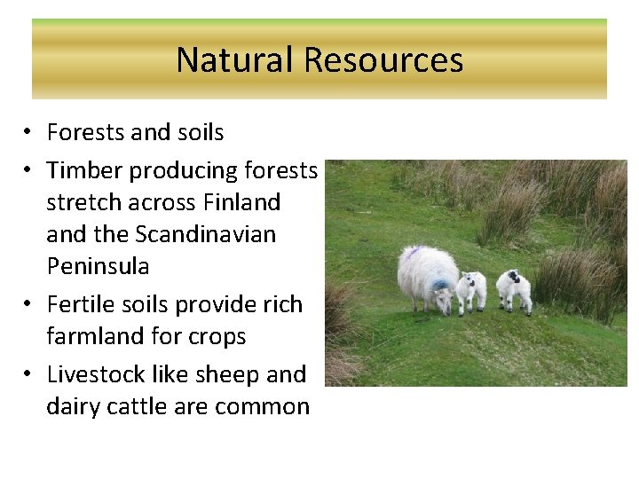 Natural Resources • Forests and soils • Timber producing forests stretch across Finland the